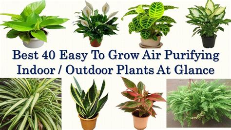 5 Indoor Plants That Purifies Air HUBSAB