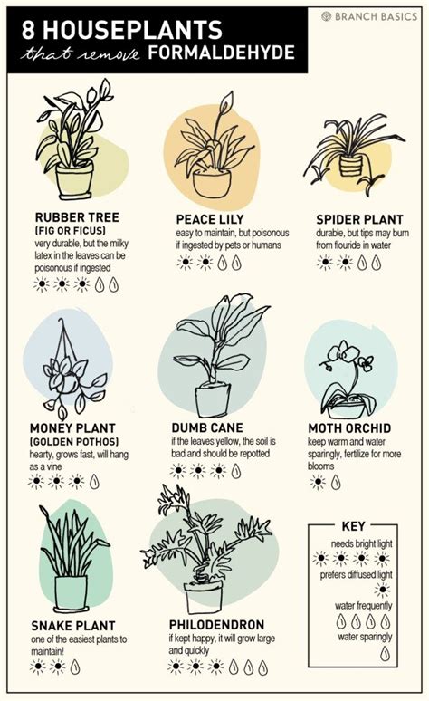 Plants That Filter Formaldehyde