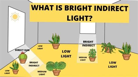 Plants That Grow In Indirect Sunlight: A Guide For Indoor Gardeners
