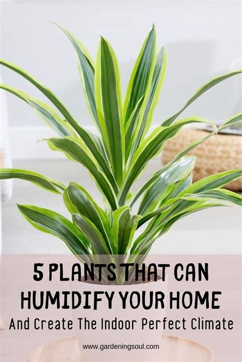 Plants That Humidify: Keeping Your Home Fresh And Healthy