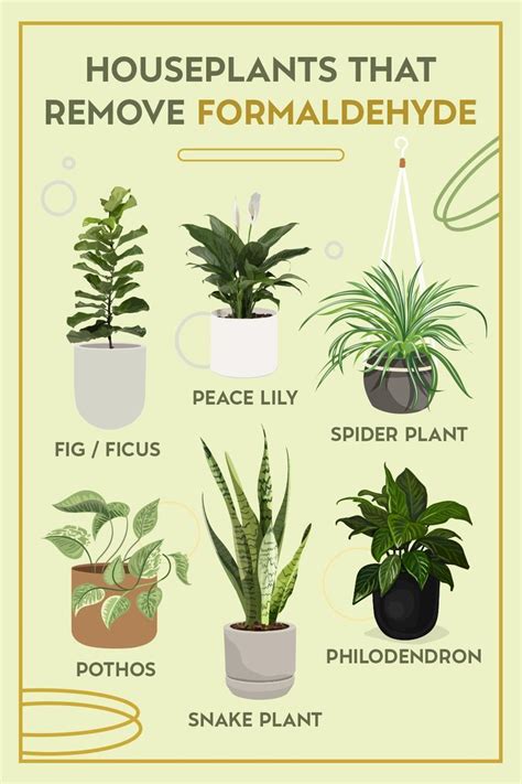 Plants That Remove Formaldehyde: A Guide To A Healthier Home