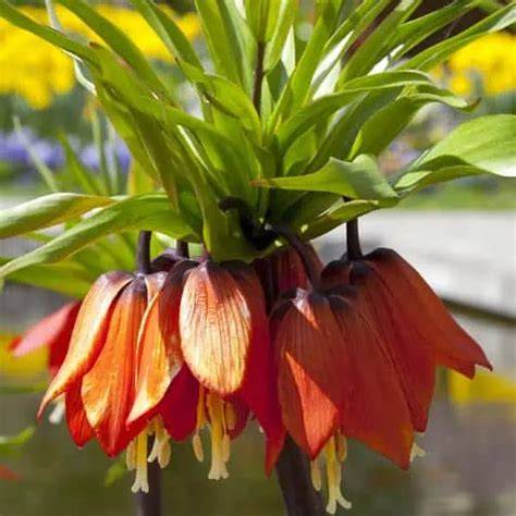 Plants That Repel Gophers