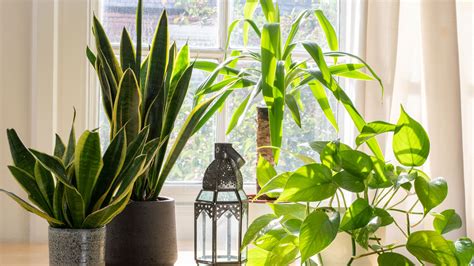 10 Plants To Keep At Home For A Healthier You