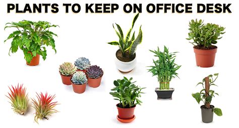 Plants To Keep In Office Desk