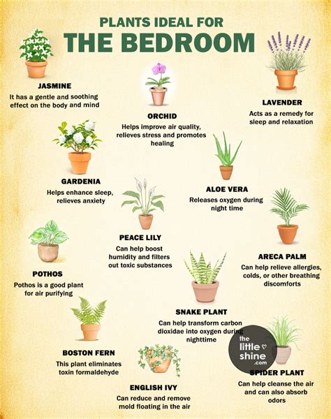 Plants To Keep Inside Bedroom