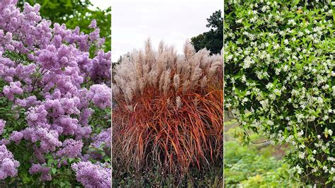 Top Screening Plants for your Garden and Hedging Shrubs