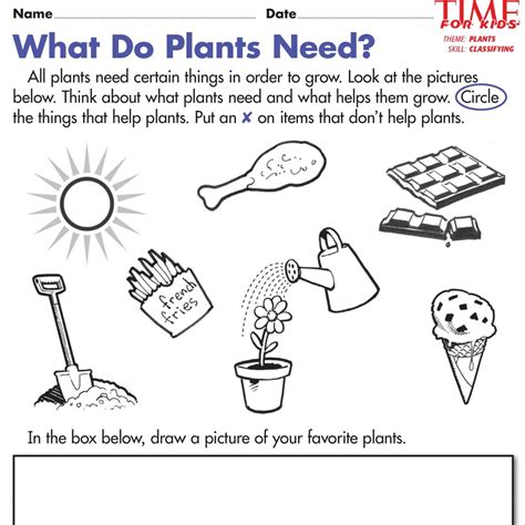 Plants Worksheets For Kindergarten