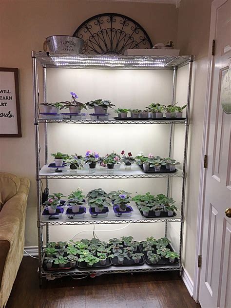 Plants that thrive with grow lights under cabinet