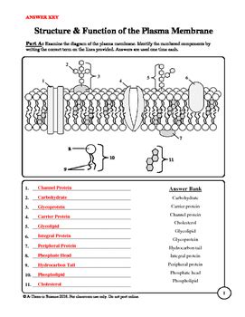 Plasma Membrane Structure And Function Worksheet Answers - worksheet