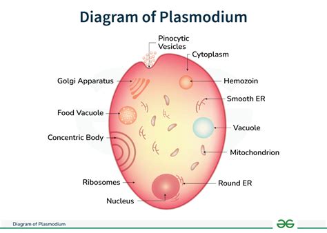 Plasmodium