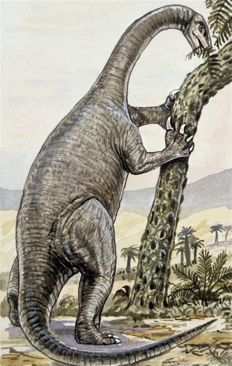 Plateosaurus Diet