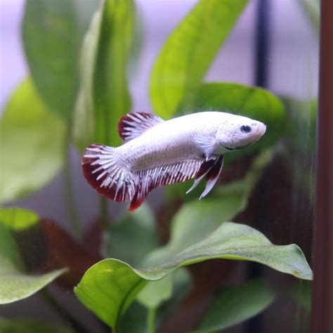 Platinum Dragon Betta