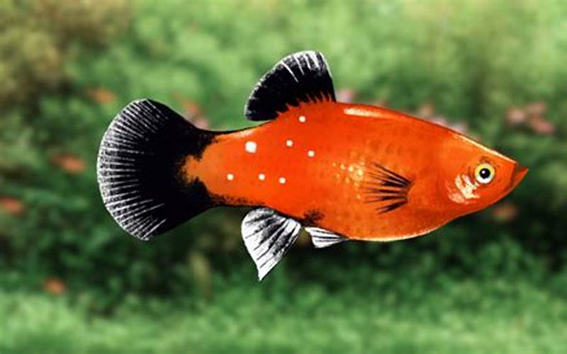 Platy