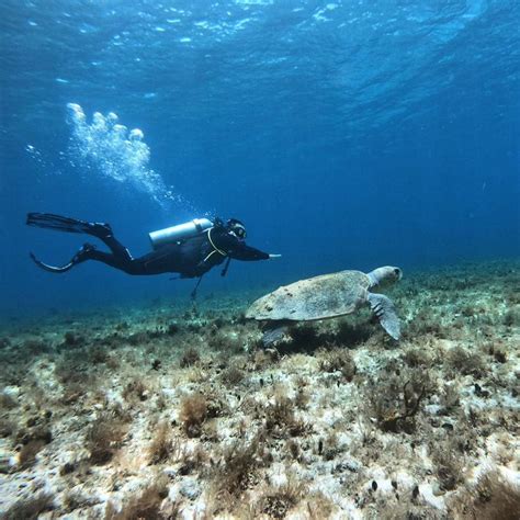 Playa Diving Local Reef Review: Is it Worth it?