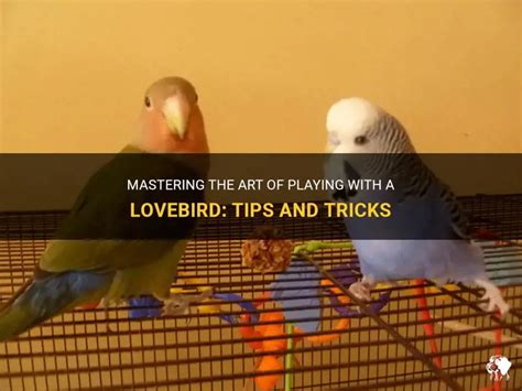 Bermain dengan Lovebird