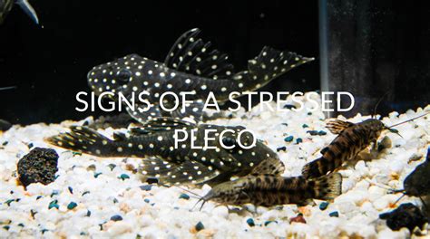 Pleco And Betta