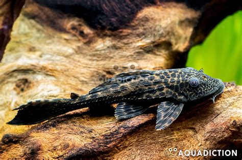 Plecostomus