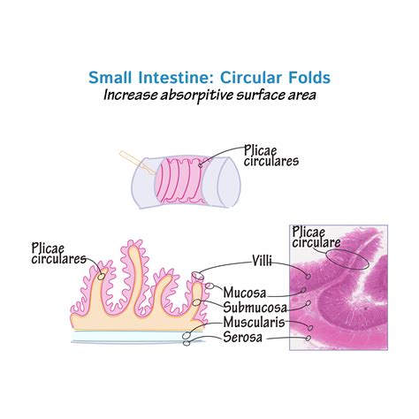 Small intestine Anatomy, location and function Kenhub