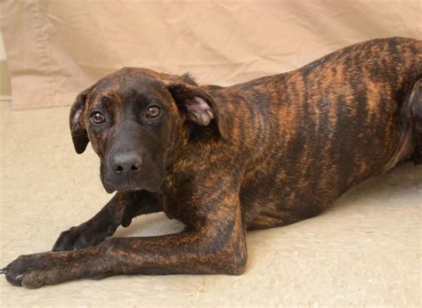 Plott Hound Great Dane Mix: The Ultimate Guide
