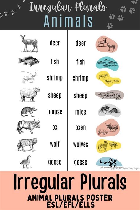 Nouns Animals