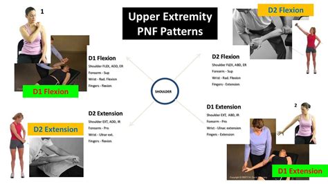 Pnf Patterns Upper Extremity