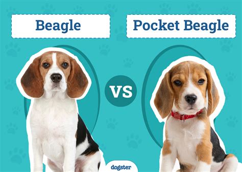 Pocket Beagle vs Regular Beagle What Are Their Differences? PawCited