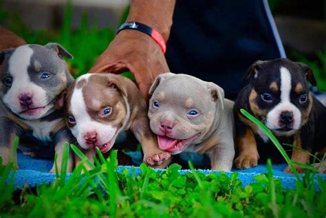 Pocket Bully Puppies American Bully Puppies for Sale Venomline