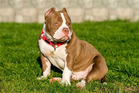 ¿Cómo es el American Bully Pocket? Demascotas.info