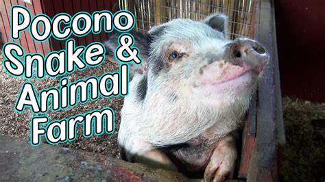 Discover the Fascinating World of Wildlife at Pocono Snake & Animal Farm - A Must-Visit Destination for Animal Lovers!