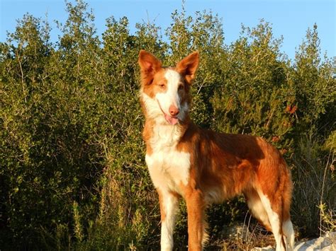 Xarnego Podenco Valenciano Sociedad Canina Costa del Sol
