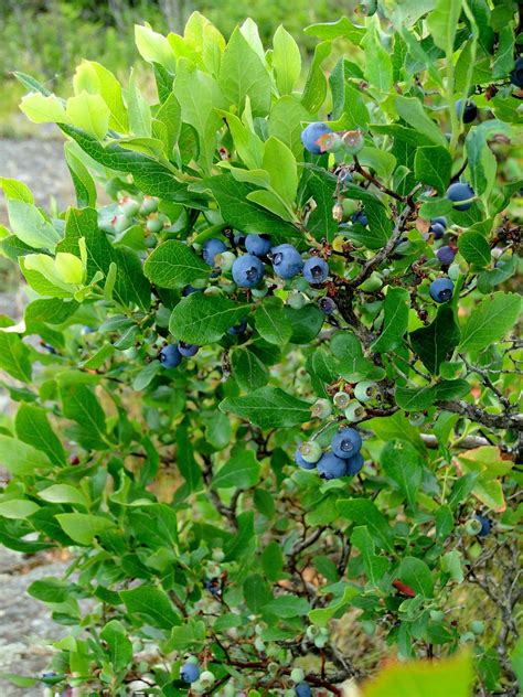 Jual Pohon Blueberry sudah mulai berbunga dan berbuah di lapak Mf