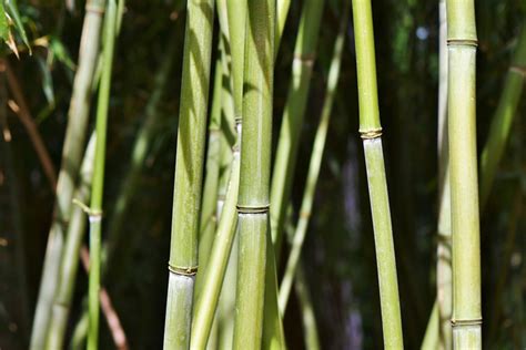 Pohon Bambu Berkembang Biak Dengan