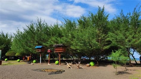 Pohon Cemara di Pantai Kukup