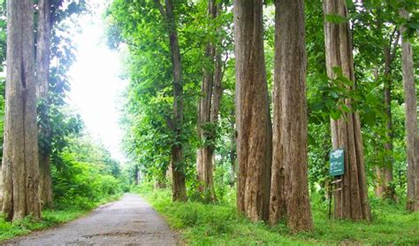 Pohon Jati di Indonesia