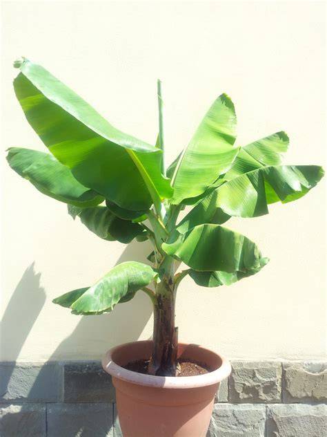 Pohon Pisang