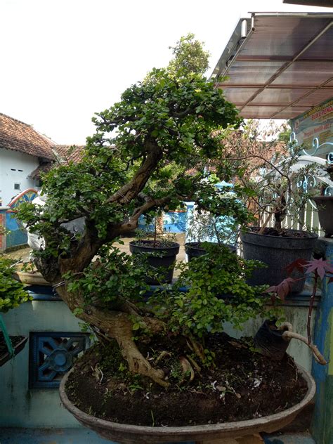 Pohon Serut Bonsai Indonesia