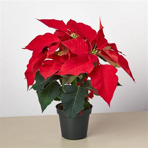 NurseryServe Poinsettia Christmas Flower Red Air Purifier Plant for