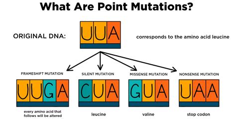 Unlocking the Genetic Code: Defining Point Mutation in Biology