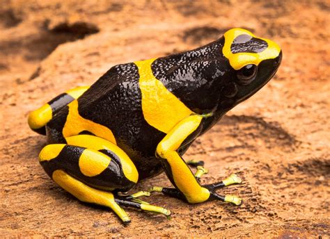Poison Dart Frogs
