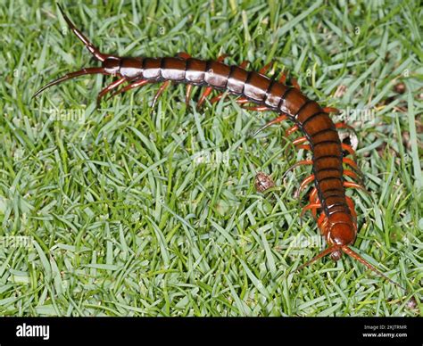 Types of Hawaiian Centipedes & How to Get Rid of the Big Ones - Dengarden