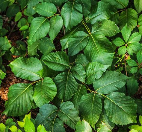 Poisonous Plants In Oregon