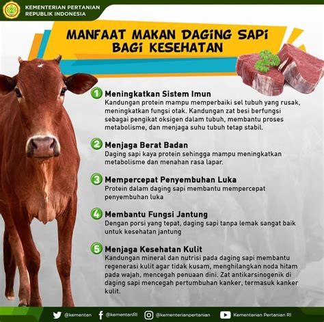 Pola Makan Daging Sapi