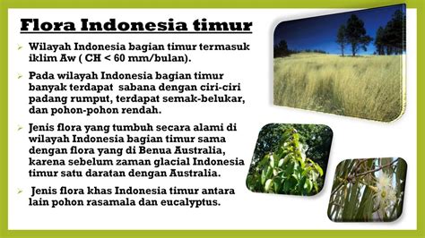 Pola asosiasi tumbuhan dengan iklim Aw di wilayah timur Indonesia