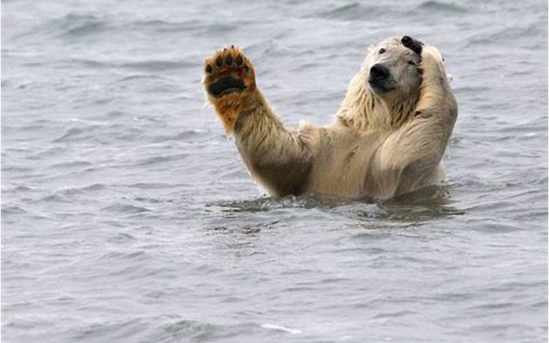 Polar Bear In Water