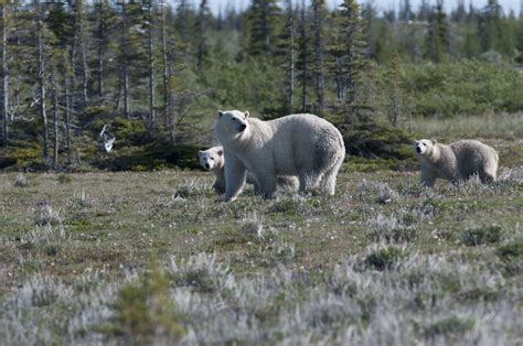 Polar Bear Provincial Park, Manitoba