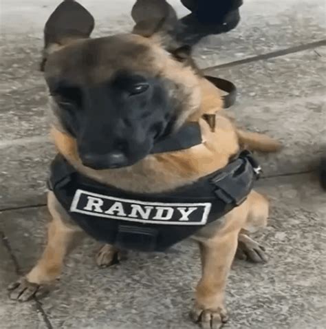 Police Dog Meme