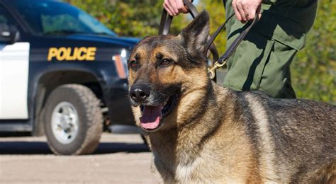Police Dog Pictures