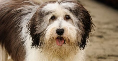 Polish Lowland Sheepdog Dog Breed Complete Guide AZ Animals