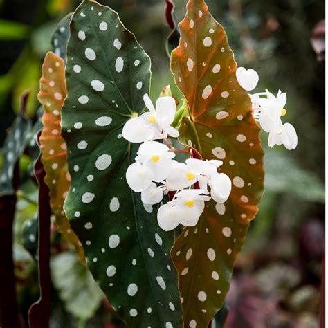 Polka Dot Begonia