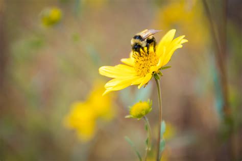 Pollinators in Wildflower Field